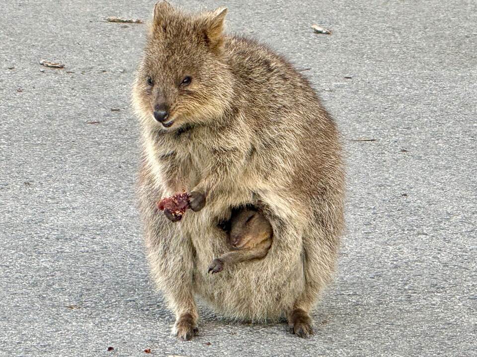 Quokkas auf Rottnest Island