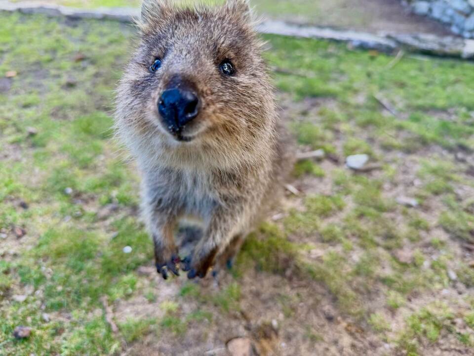 Quokkas auf Rottnest Island