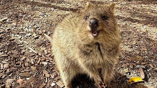 Quokkas auf Rottnest Island