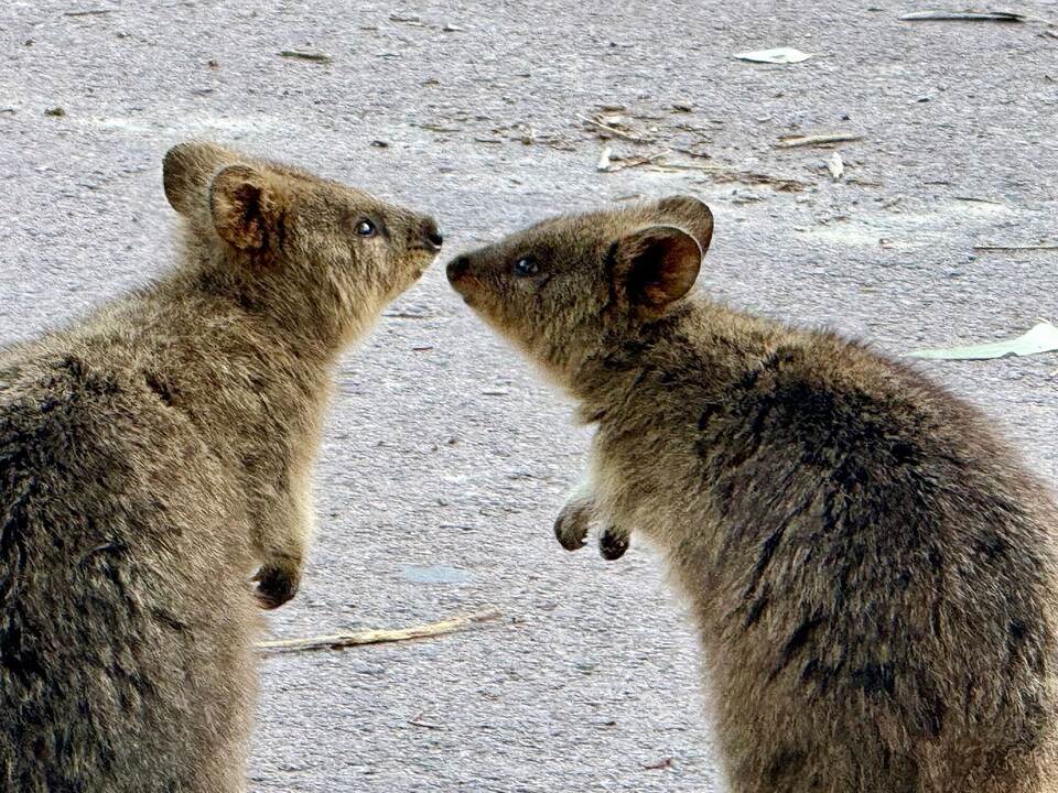 Quokkas auf Rottnest Island