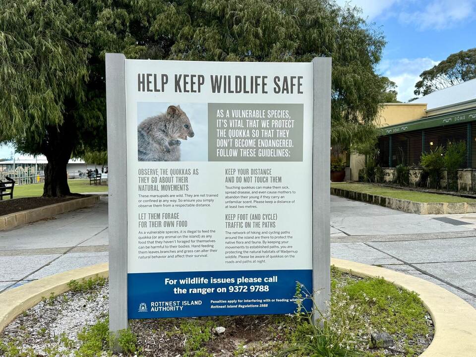 Quokkas auf Rottnest Island