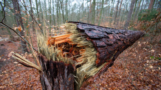 Wald in der Dresdner Heide