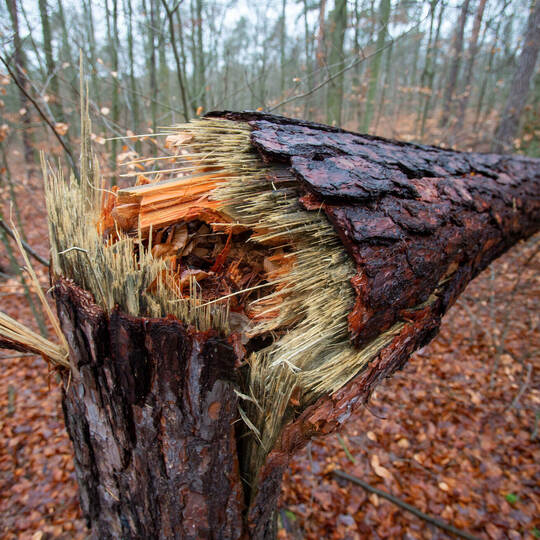 Wald in der Dresdner Heide