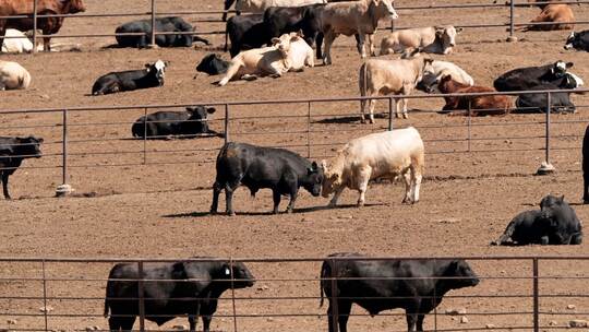 Ernährungsweise trägt weiterhin stark zur Klimakrise bei