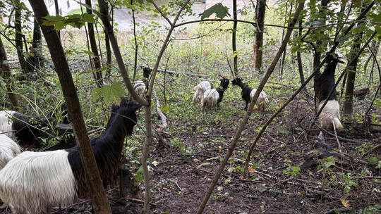 Gitty und ihr Team, neun Walliser Schwarzhalsziegen, werden in den nächsten Wochen die Mahlrinne bearbeiten. stadt Maulbronn