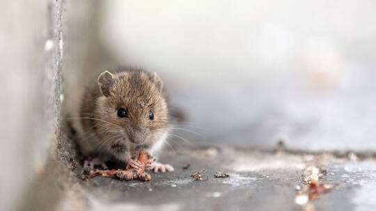 Maus