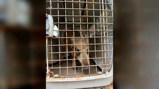 Kleines Wildschwein legt Verkehr lahm