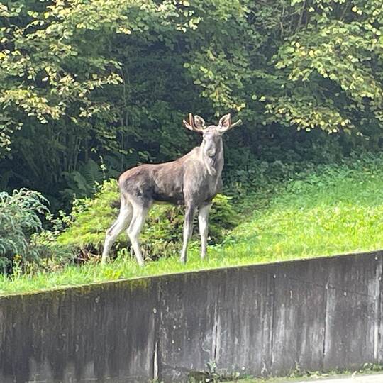 Elch im Schwarzwald