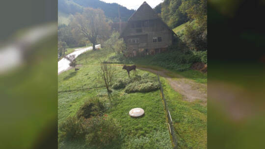 Elch im Schwarzwald