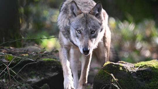 Wolf