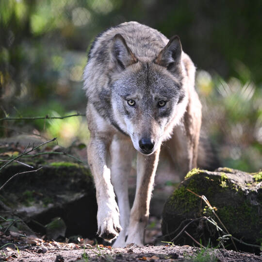 Ein Wolf streift durch den Wald. Ein Artgenosse ist nun in der Nähe des Bauernhofs Wolfinger bei Schwann gesichtet und als Wolf Wolf