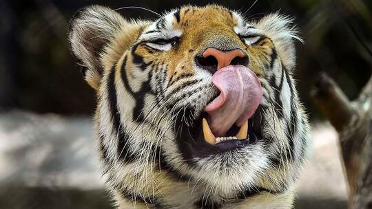 Bengalischer Tiger Bengalischer Tiger