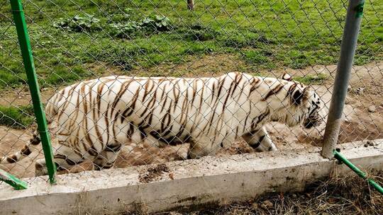 Tiger in Mexiko nach Unwetter auf freiem Fuß