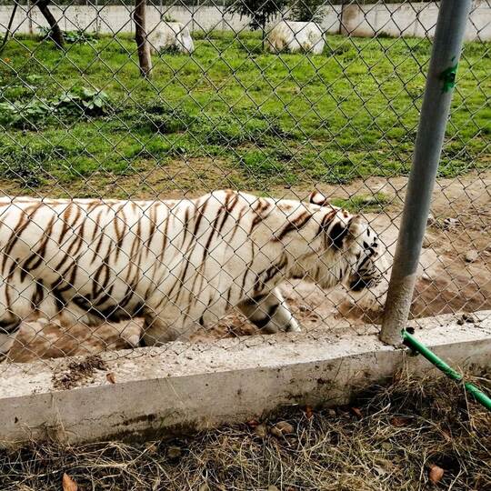 Tiger in Mexiko nach Unwetter auf freiem Fuß