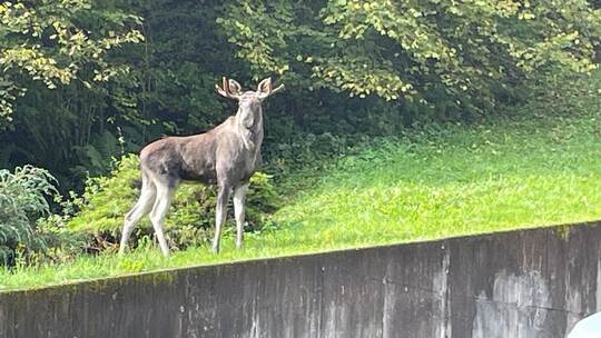 Elch im Schwarzwald