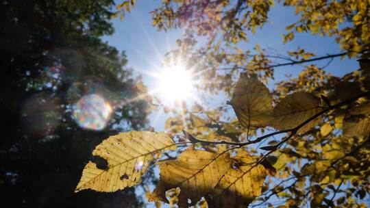 Herbstlaub