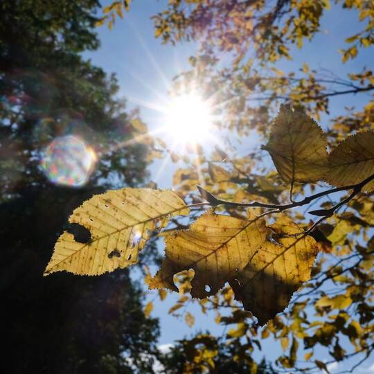 Herbstlaub