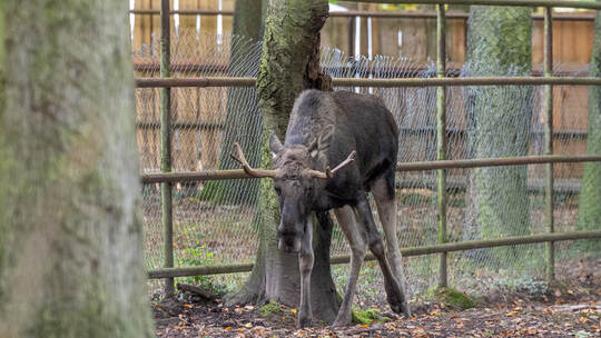 Elch Erwin Wildpark