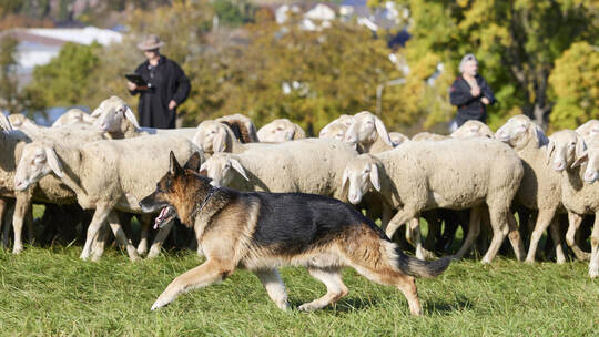Bundesleistungshüten der Schäferhunde.