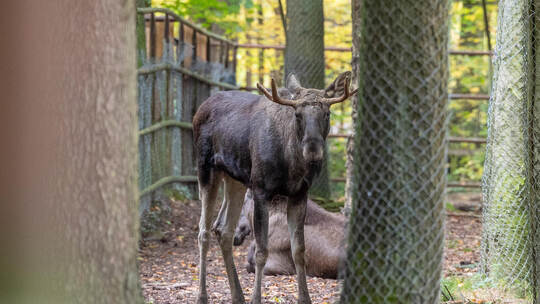 Aus „Erwin“ wird wieder „Lord Fynn“: Die Namensfrage ist geklärt, doch sonst wirft das Abenteuer des Wildpark-Elchs noch viele F