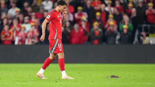 Wales - Belgien Wales - Belgien