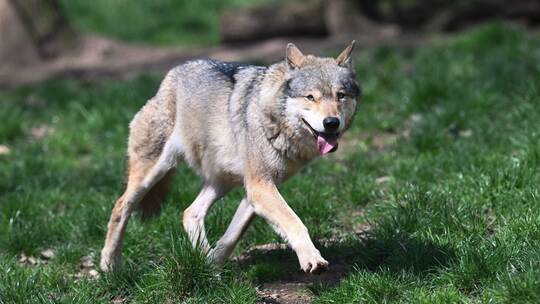 Wolf
