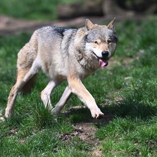 Wolf