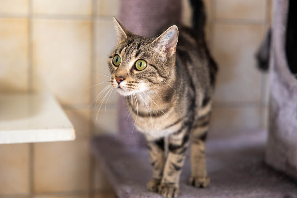 Tierheim Magazin Katzengruppe