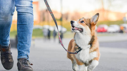In Königsbach-Stein gelten neue Regeln für Hundehalter.