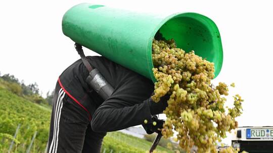Weinlese im Rheingau Weinlese im Rheingau