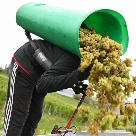 Weinlese im Rheingau