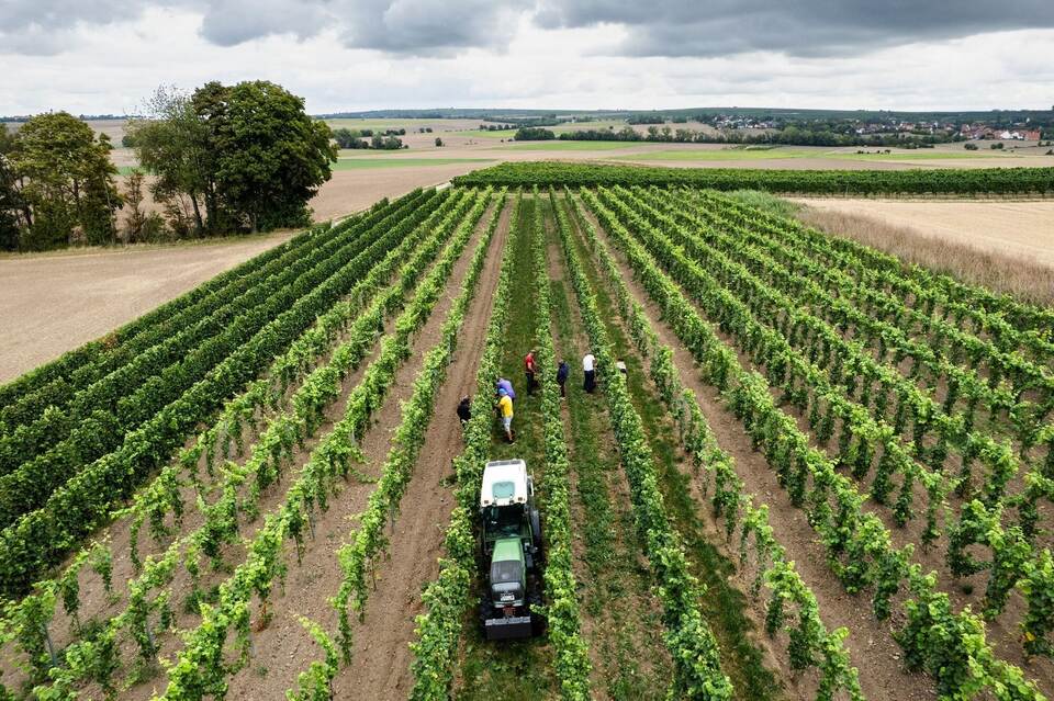 Beginn der Weinlese in Deutschland Beginn der Weinlese in Deutschland