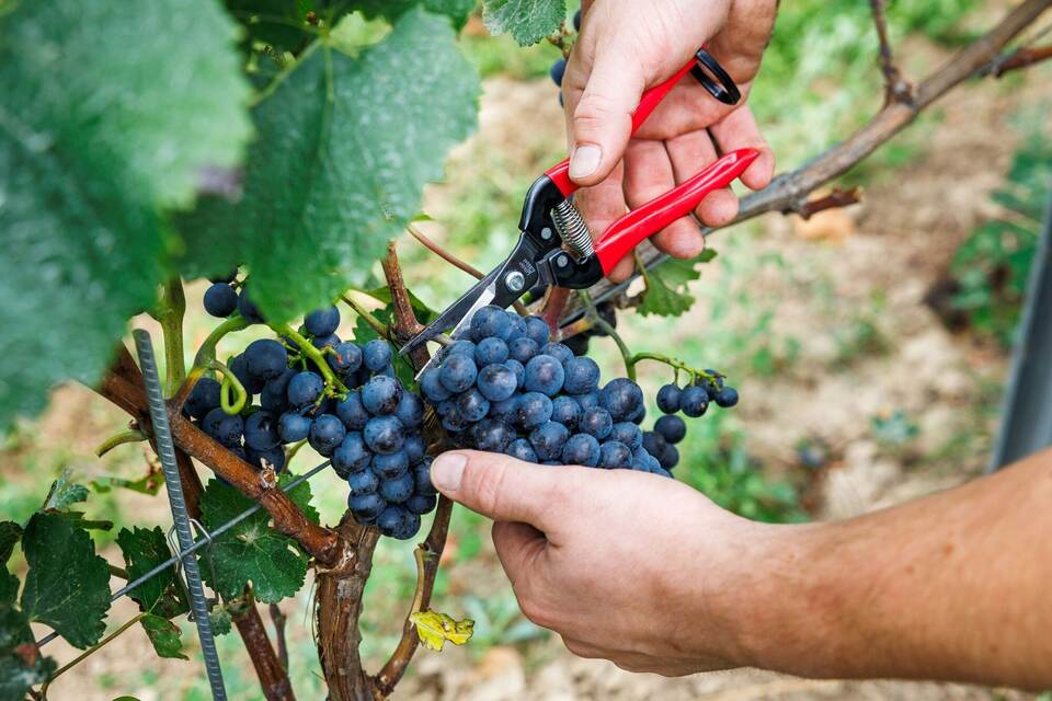 Beginn der Weinlese in Deutschland Beginn der Weinlese in Deutschland