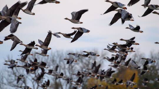 Vogelgrippe Vogelgrippe