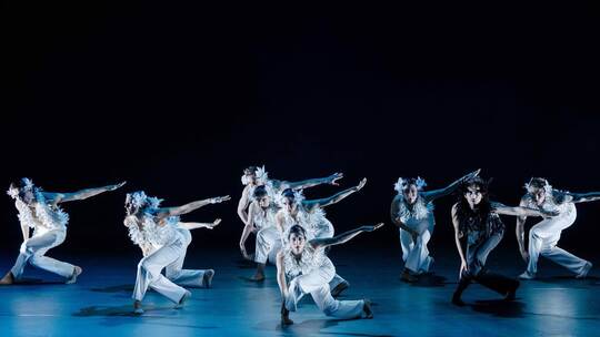 Das Ballett „Schwanensee“ erlebt in Pforzheim eine Uraufführung. Foto: Andrea D’Aquino