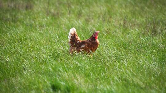 Polizei rettet Tiere aus misslicher Lage