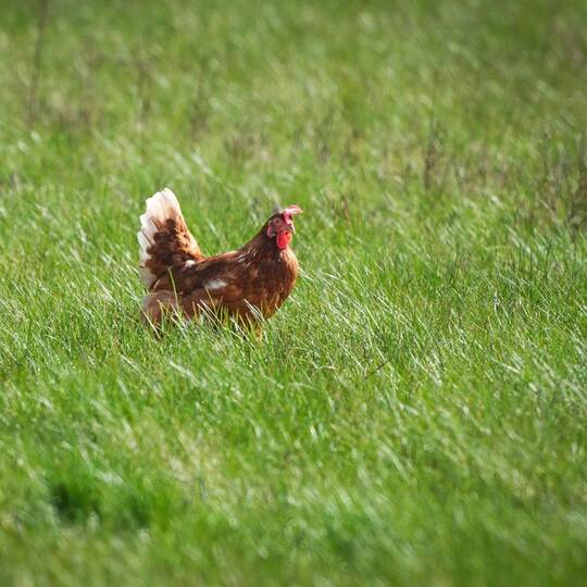 Polizei rettet Tiere aus misslicher Lage