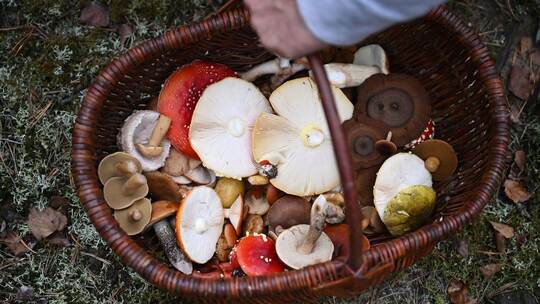 Mit einem Pilz-Influencer in den Pilzen Mit einem Pilz-Influencer in den Pilzen