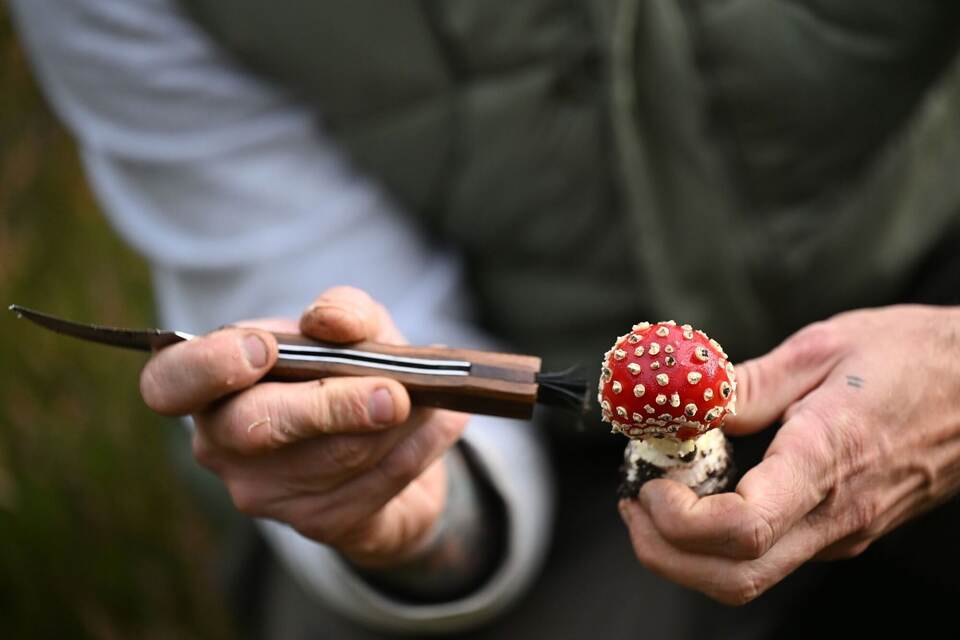 Mit einem Pilz-Influencer in den Pilzen Mit einem Pilz-Influencer in den Pilzen