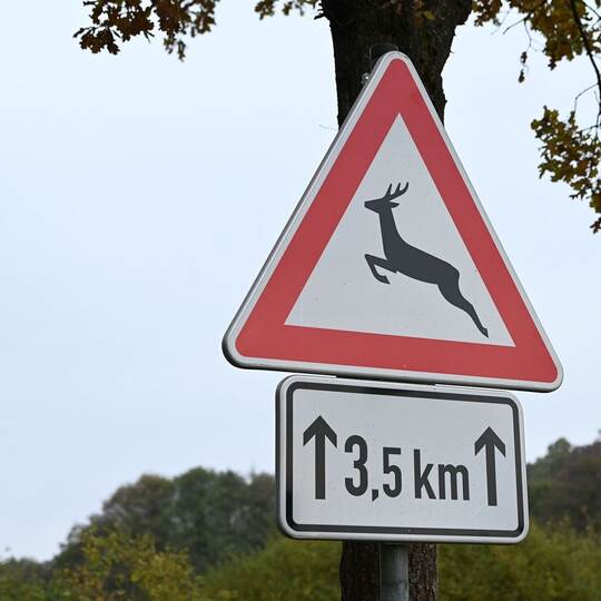 Zeitumstellung - Gefahr von Wildunfällen Zeitumstellung - Gefahr von Wildunfällen