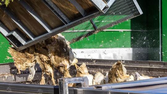 Vogelgrippe - Neuhardenberg Vogelgrippe - Neuhardenberg