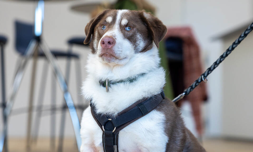 Tierheim Magazin Sparky