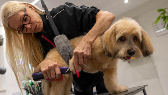Hundefriseurin Sabine Hornisch Salon