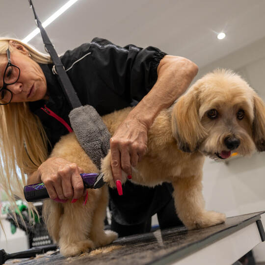 Hundefriseurin Sabine Hornisch Salon