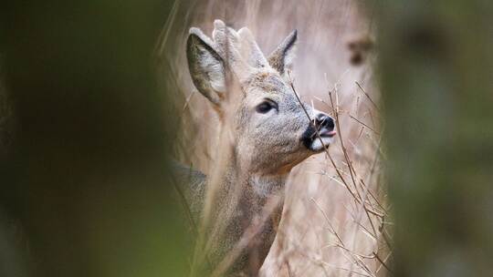 Reh im Tier- und Pflanzenpark Fasanerie Wiesbaden