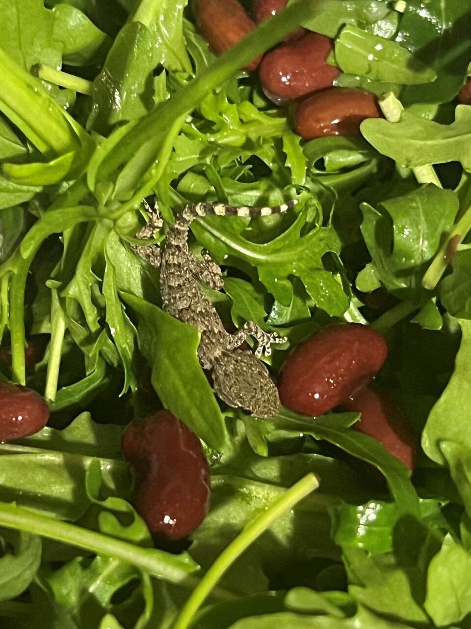 Lebender Gecko in Packung mit Rucola-Salat gefunden Lebender Gecko in Packung mit Rucola-Salat gefunden