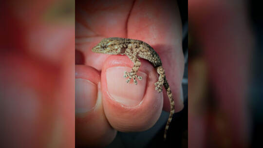 Lebender Gecko in Packung mit Rucola-Salat gefunden Lebender Gecko in Packung mit Rucola-Salat gefunden