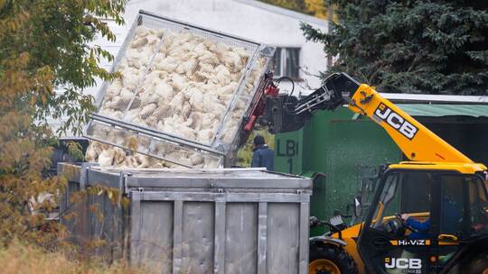 Vogelgrippe in Brandenburg