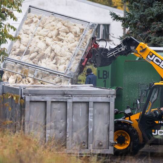 Vogelgrippe in Brandenburg