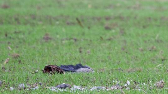 Vogelgrippe in Brandenburg Vogelgrippe in Brandenburg